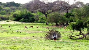 rencana perjalanan Yala safarfriendly